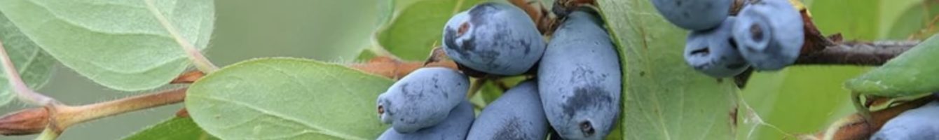 organischer dünger bedeutung Melko Organischer Mehlwurmkotdünger für Garten & Pflanzen